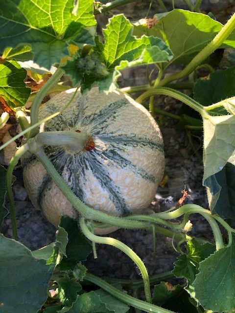 !cid_428e253f-3cc4-431f-9fee-47d27952be89@mxp5 helios plant vente melon le perlé, légumes et fruits dans la vienne